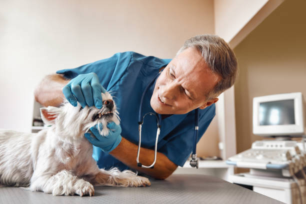 Best Emergency Dentist Near Me  in Pequot Lakes, MN